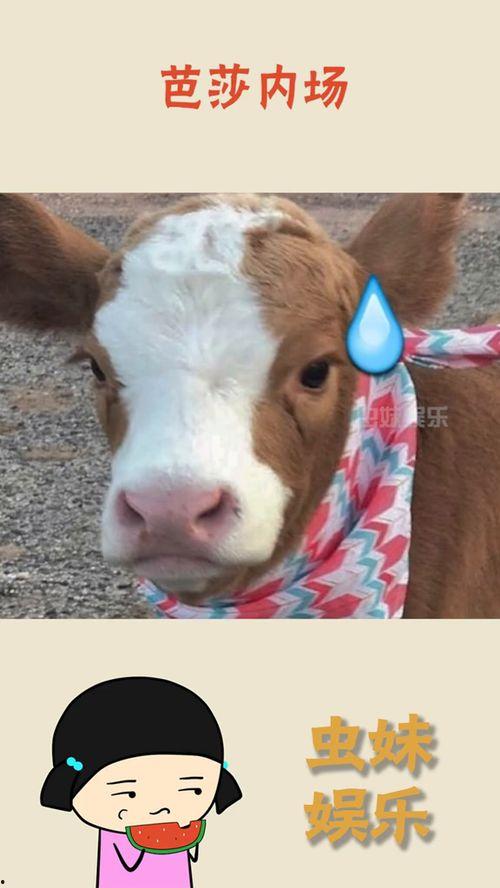 娱乐吃瓜酱旺仔