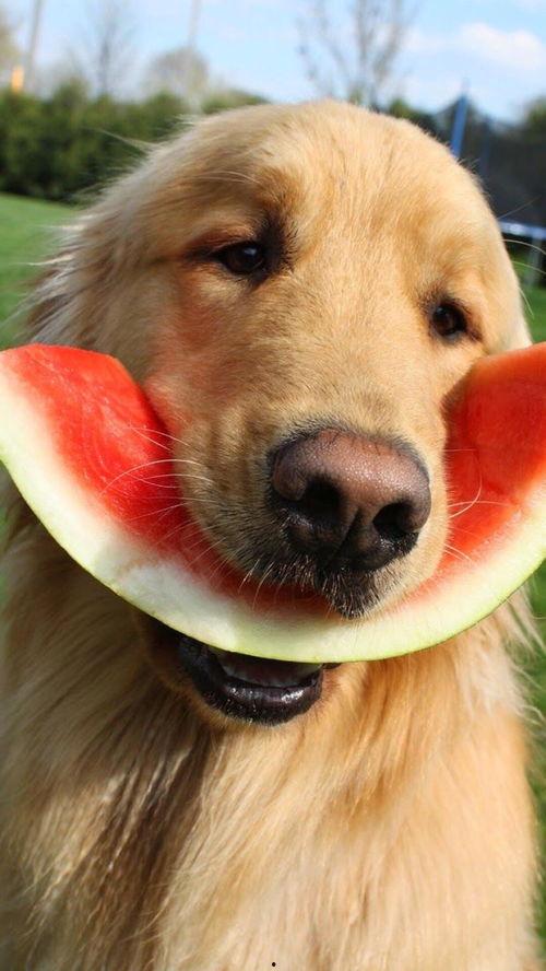 狗狗娱乐吃瓜酱,揭秘宠物界的趣味生活